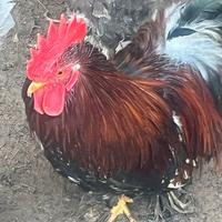 Galletto nano cocincina