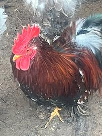 Galletto nano cocincina