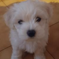Maltese di 4 mesi