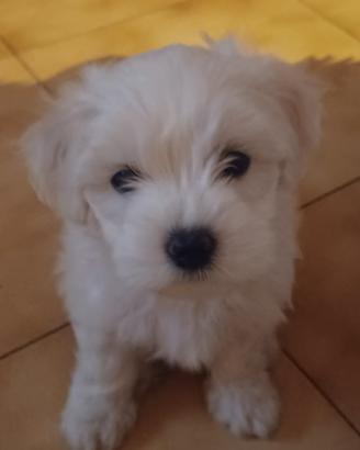 Maltese di 4 mesi