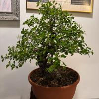 Bonsai Prunus