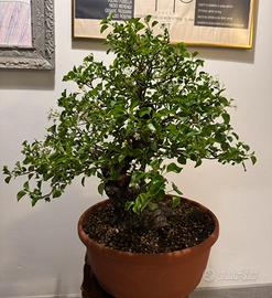 Bonsai Prunus