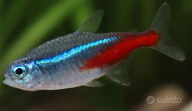 Neon Tetra - Paracheirodon innesi