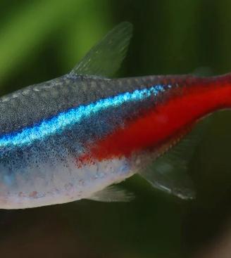 Neon Tetra - Paracheirodon innesi