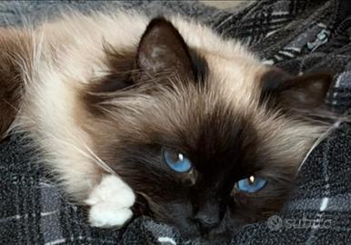 Sacrobirmana con pedigree