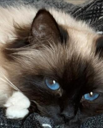 Sacrobirmana con pedigree