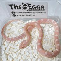 Pantherophis guttatus