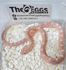 Pantherophis guttatus