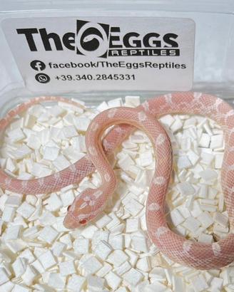 Pantherophis guttatus