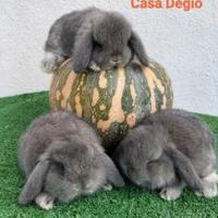 Conigli ariete nano mini