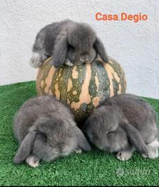 Conigli ariete nano mini