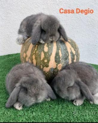 Conigli ariete nano mini