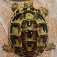 Tartaruga greca testudo graeca east-anatolian