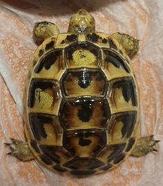 Tartaruga greca testudo graeca east-anatolian