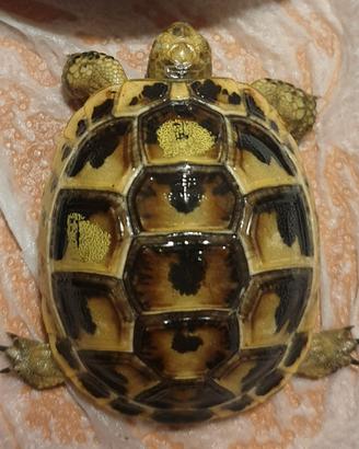 Tartaruga greca testudo graeca east-anatolian