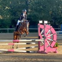 Pony italiana 9 anni