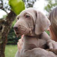 Cuccioli di Weimaraner