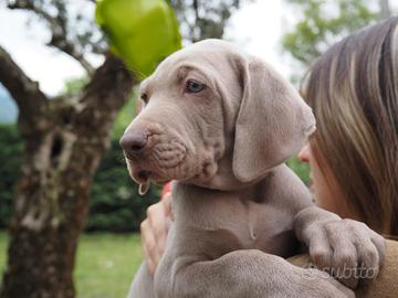 Cuccioli di Weimaraner
