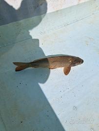 3 Carpe Regina di 4 anni - riproduttive - almeno 3