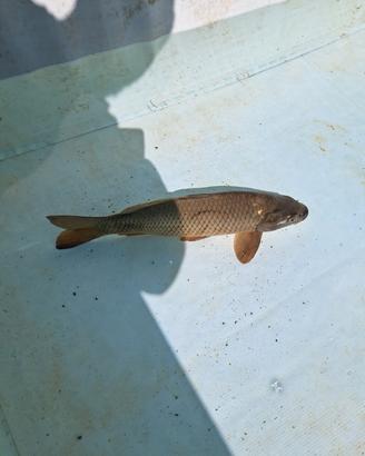 3 Carpe Regina di 4 anni - riproduttive - almeno 3