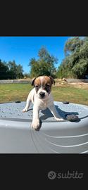 Jack Russell