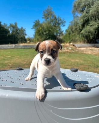 Jack Russell