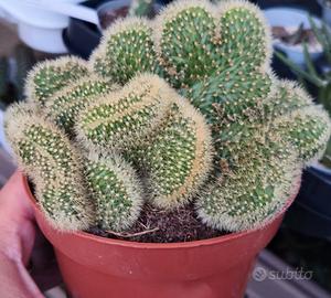 pianta grassa cactus 