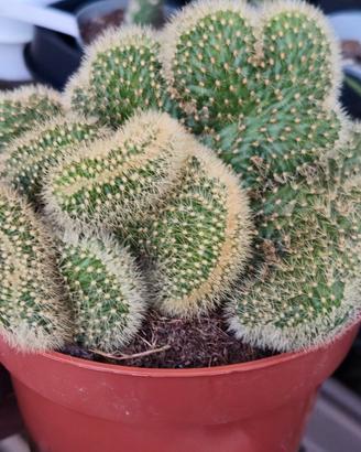 pianta grassa cactus 