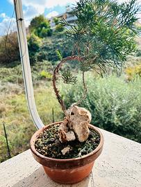 prebonsai di ginepro in vaso bonsai marchiato - Giardino e Fai da te In  vendita a Roma