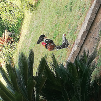 Galletti e pulcinelle da cortile americane