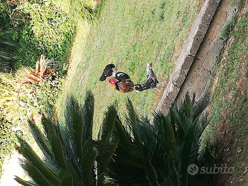 Galletti e pulcinelle da cortile americane
