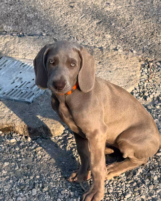 Due cuccioli wrimaraner