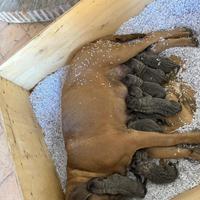 Mastino napoletano-corso incrocio cuccioli