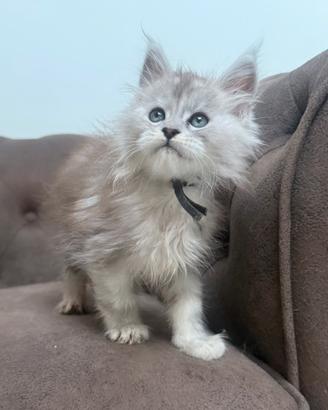 Maine coon ALTISSIMA genealogia linee ESTERE TOP