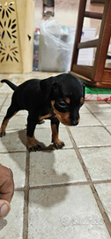 Pinscher