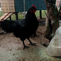 Galline