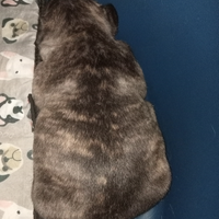 Bulldog francese