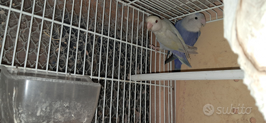 Inseparabili roseicollis