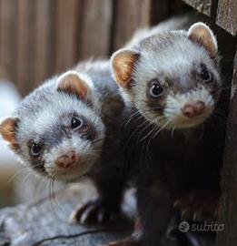 Furetti