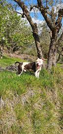 Amstaff Maschio