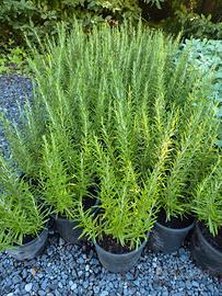 piante officinali