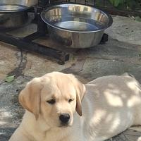 Ultimo Labrador rimasto affrettatevi