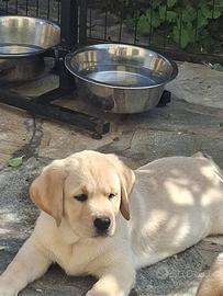 Ultimo Labrador rimasto affrettatevi