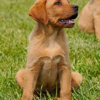 Cucciolo di Labrador Retriever RED FOX