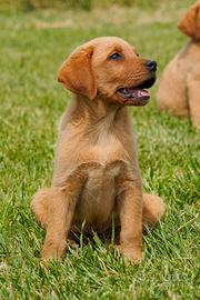 Cucciolo di Labrador Retriever RED FOX
