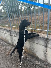 Pitbull maschio x monta