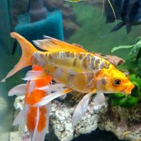 Carpa koi batterflay