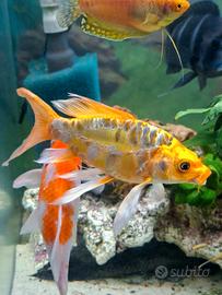 Carpa koi batterflay