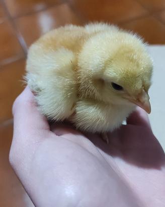 Pulcini di gallina