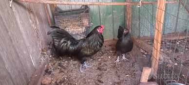 Coppia di galline sumatra